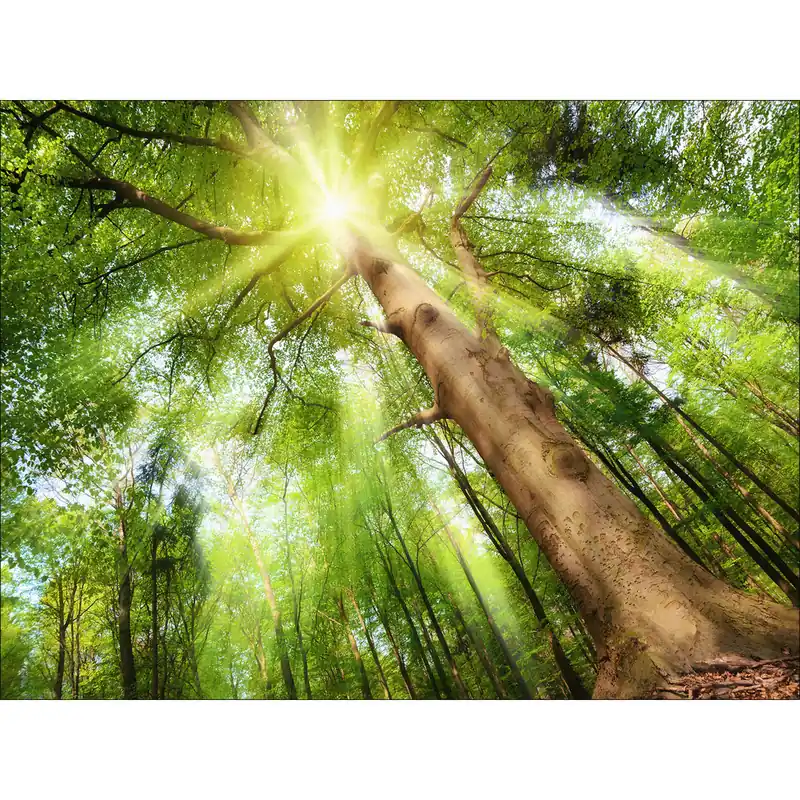 Canvas-Art Wald 60 x 80 cm Kostenloser Versand